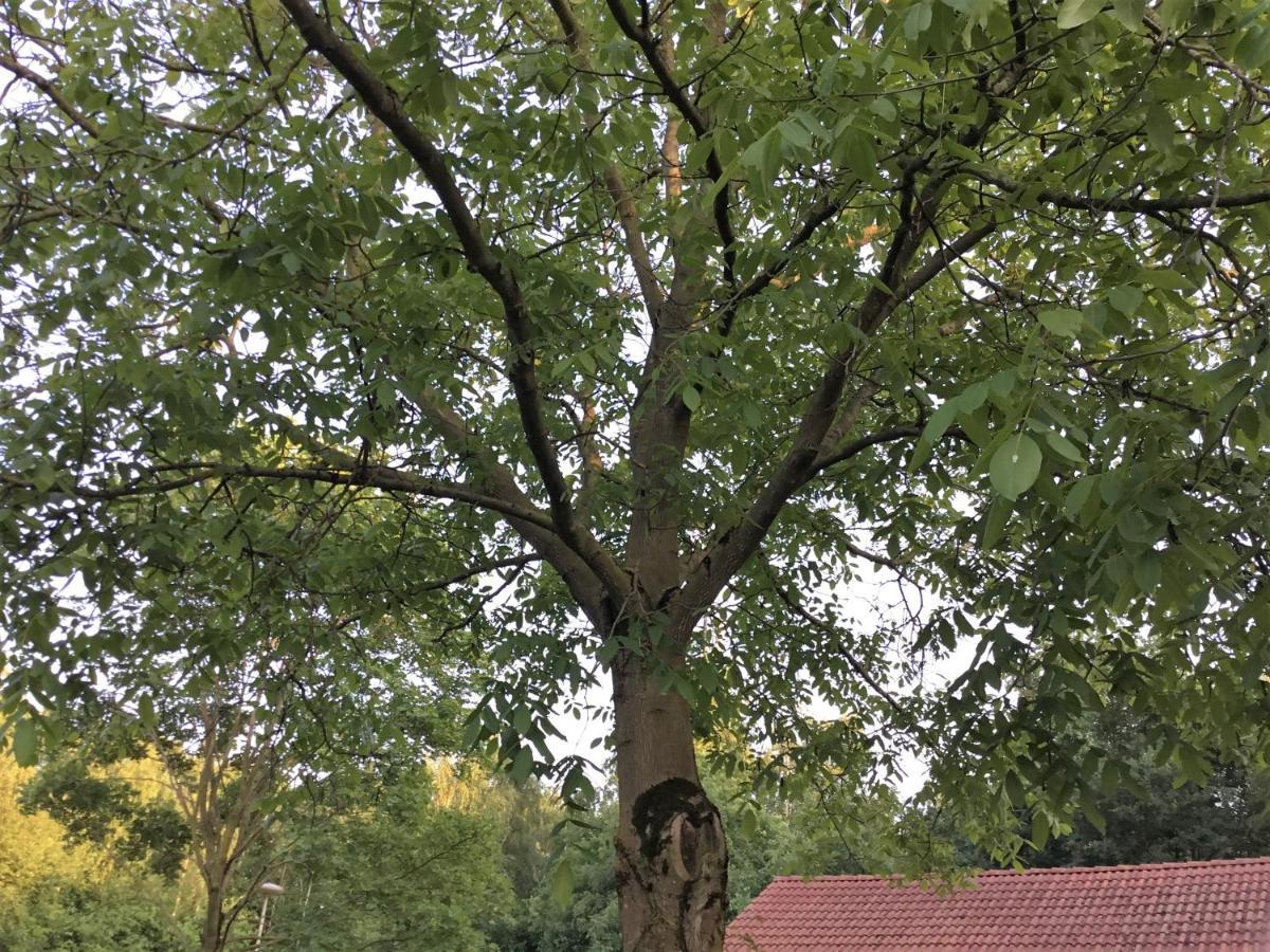 B&B Op 'T Eikenschoor Soerendonk エクステリア 写真